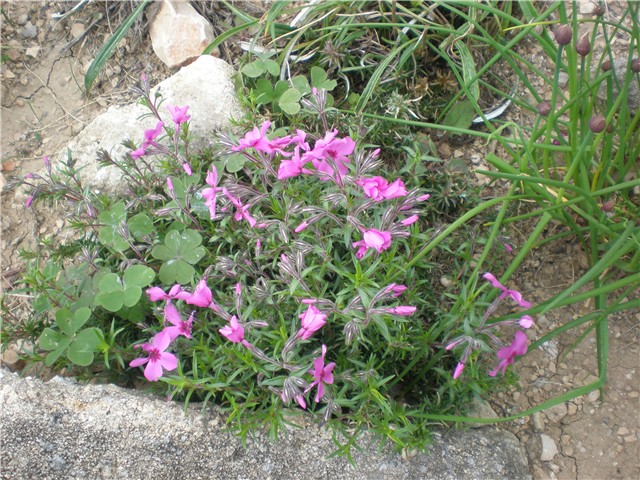 cviće